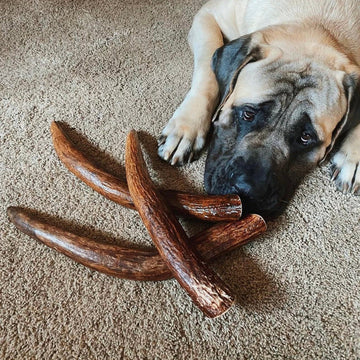 Why Wild-Shed Antlers Beat Rawhide, Synthetic, and Store-Bought Chews