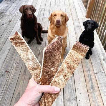 Whole vs. Split Antlers: What's the Difference (and Does It Matter)?