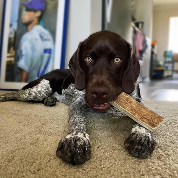 Moose vs. Elk Antler: Which Chew Is Right for Your Dog?
