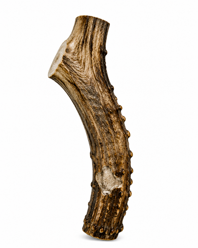 Medium elk antler whole chew for power chewers