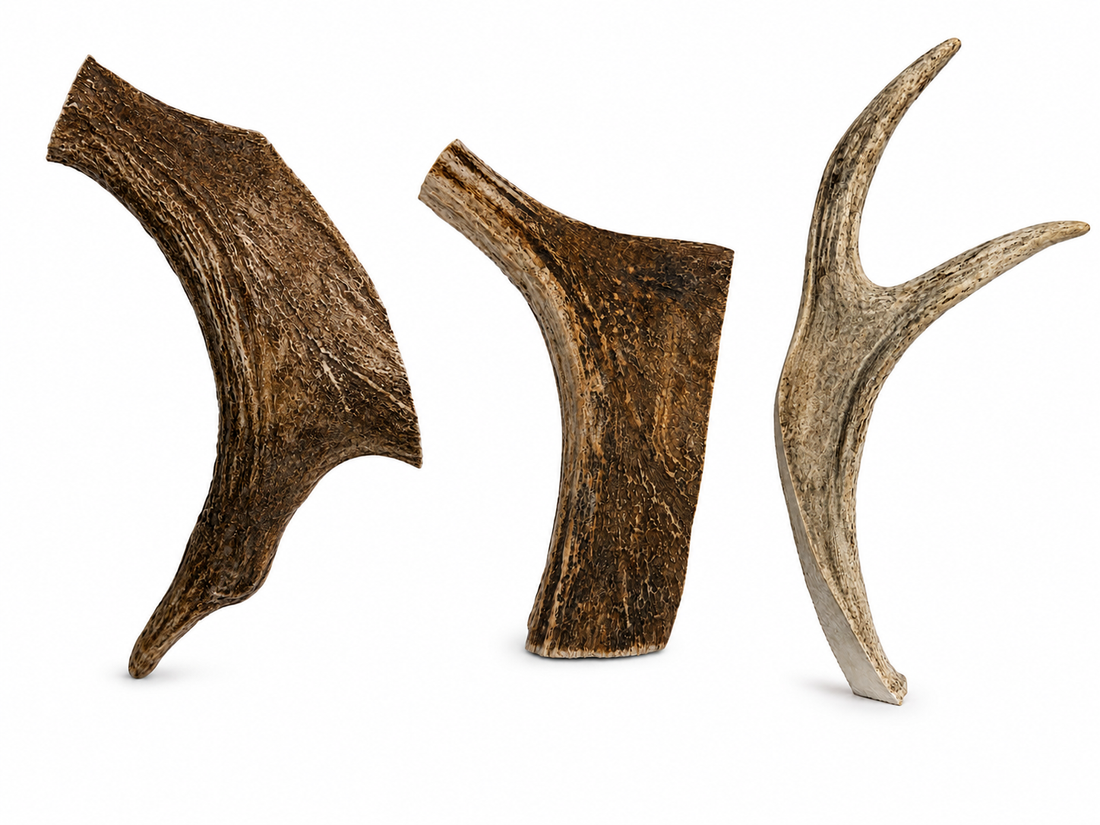 Moose Antler Dog Chew