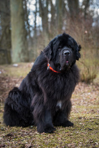 Giant Dogs