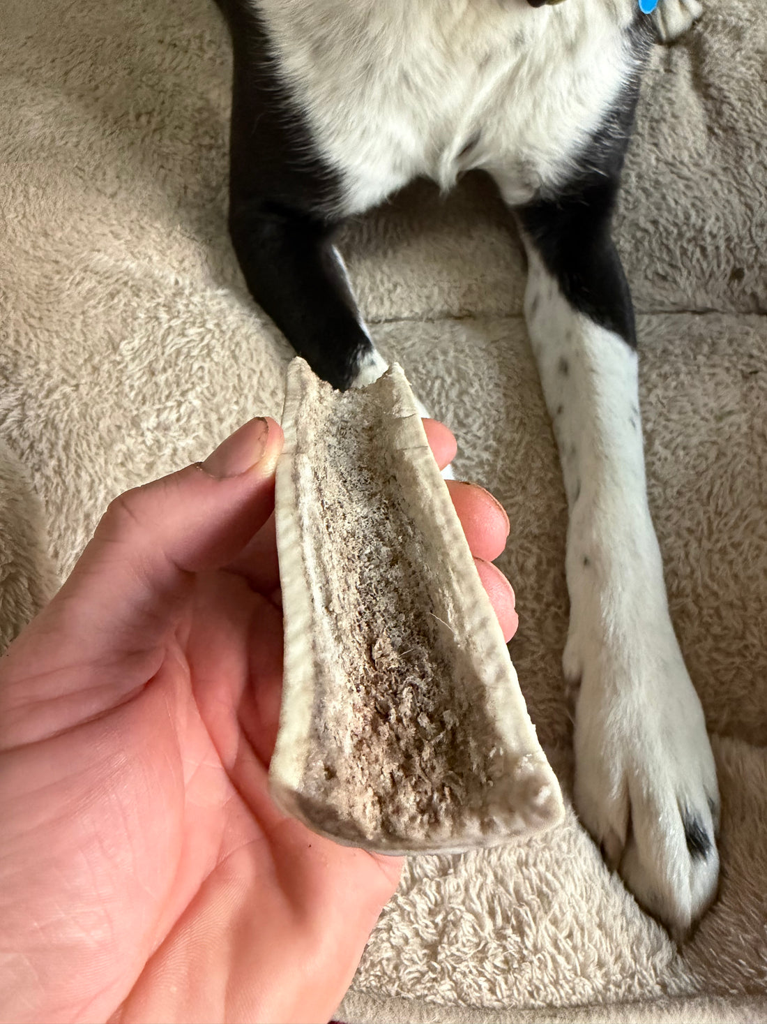 Elk Antler (Split)