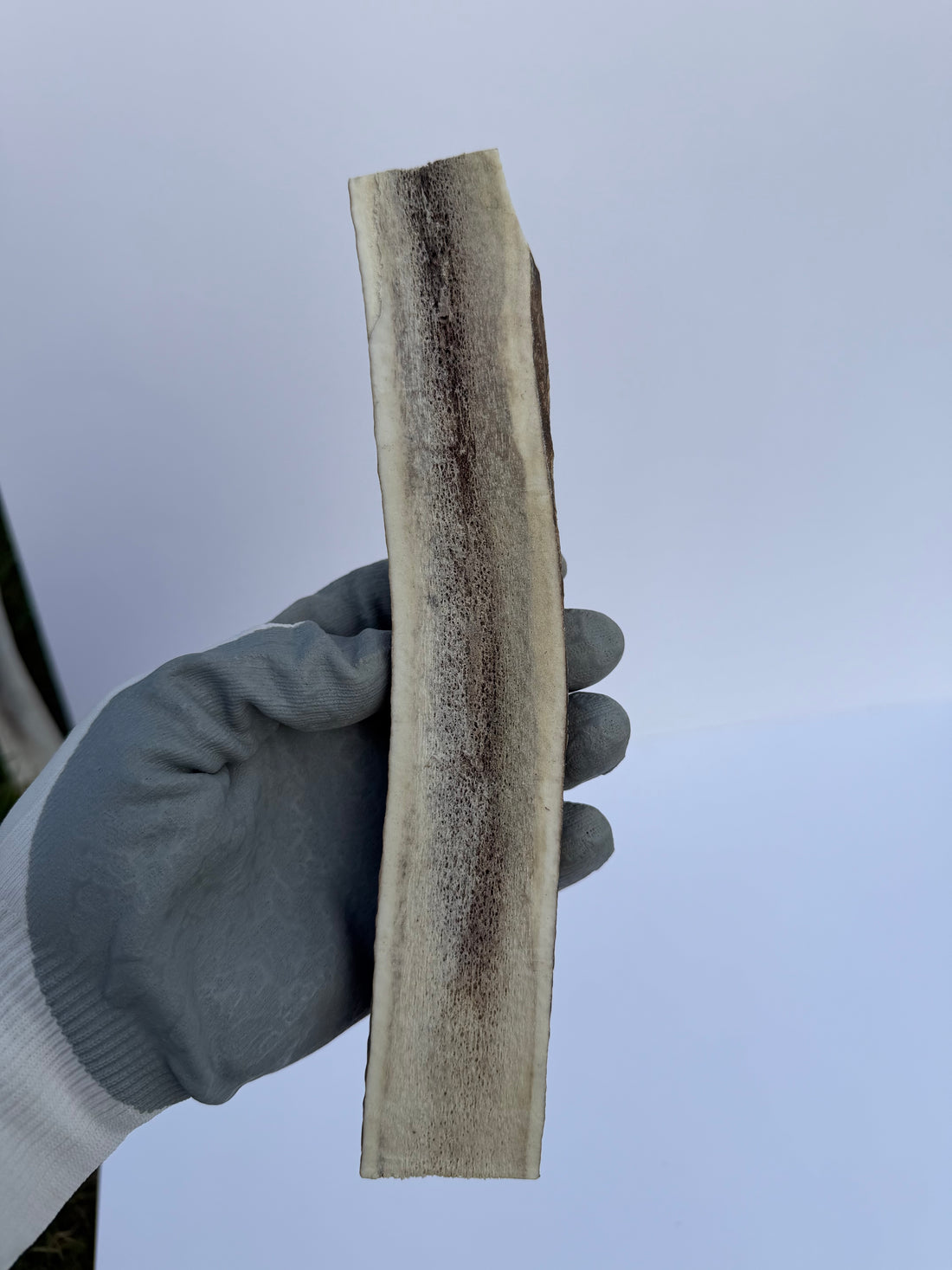 Elk Antler (Split )