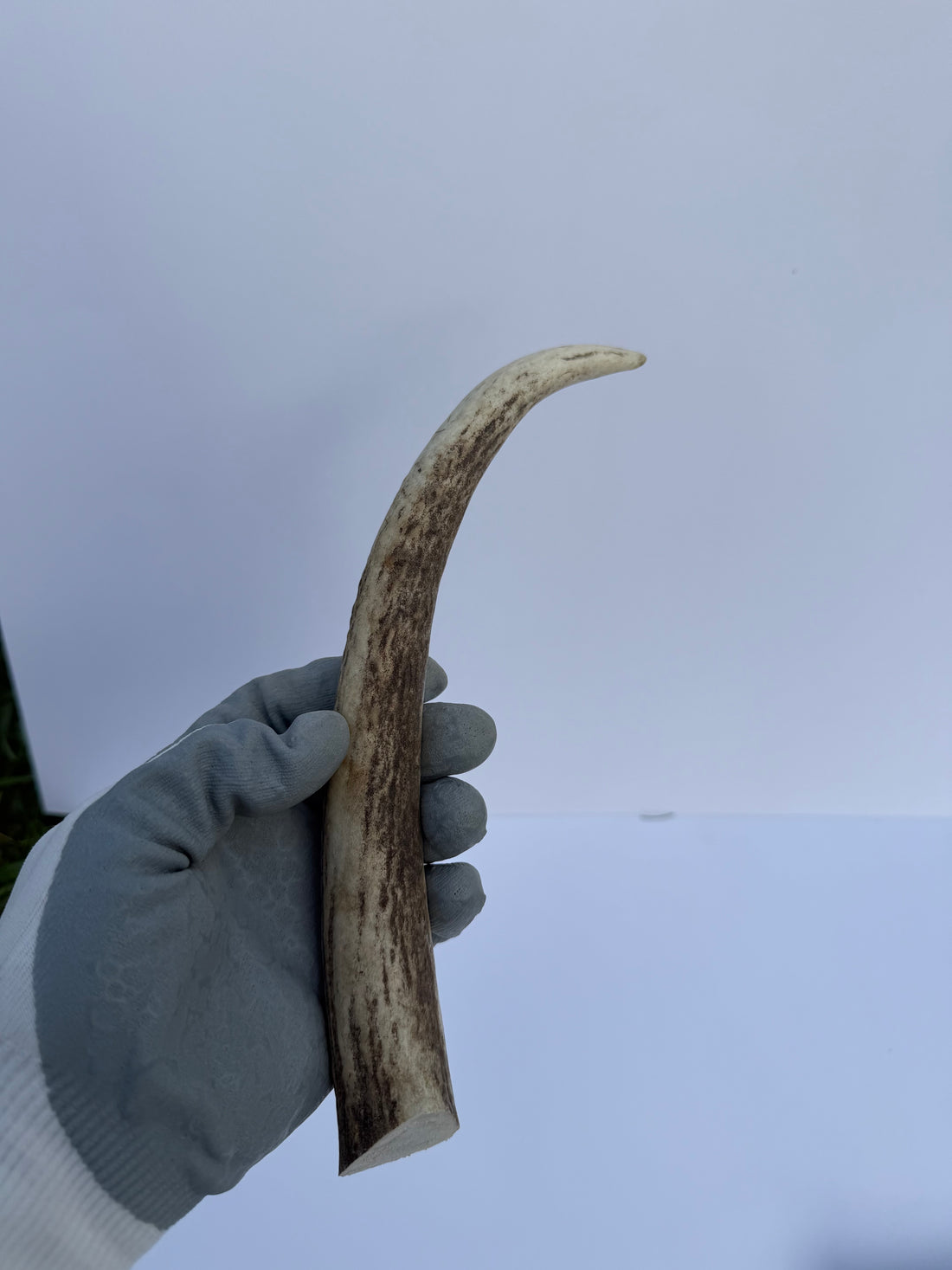 Elk Antler Chew (whole )