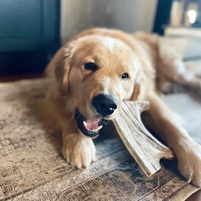 Moose Antler Dog Chew